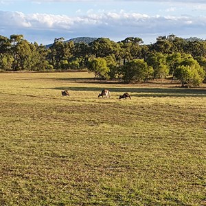 Cape Palmerston Holiday Park