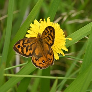 at the base near the highway is a grassy area always full of butterflies