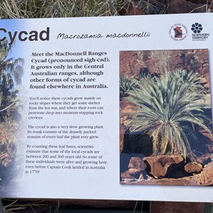 Cycad Sign