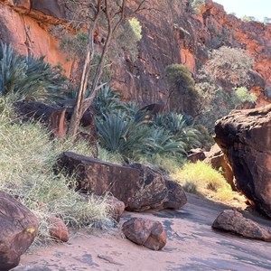 Cycad Sign