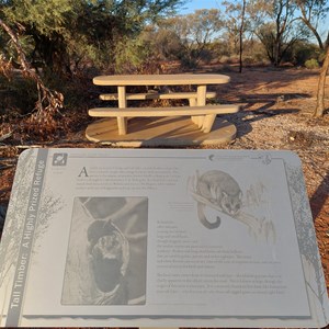Desert Eucalypts