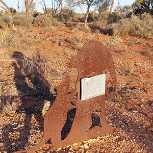 Desert Eucalypts
