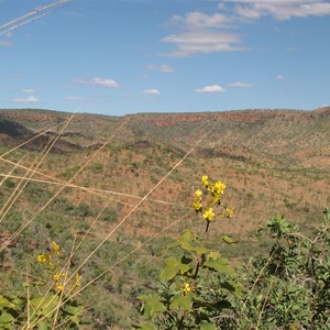 Kapoks in bloom