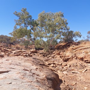 Poison Creek Camp