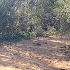 Skull Camp