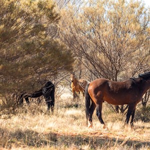 Spot the Palomino