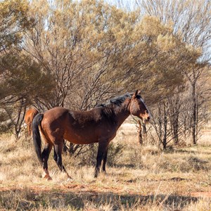 Brumbies