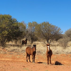 Brumbies