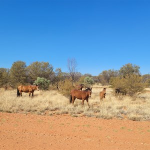Brumbies