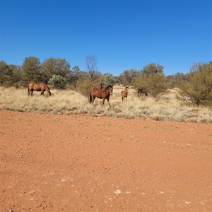 Brumbies