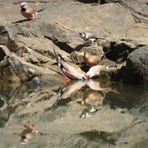 Double barred finch waiting