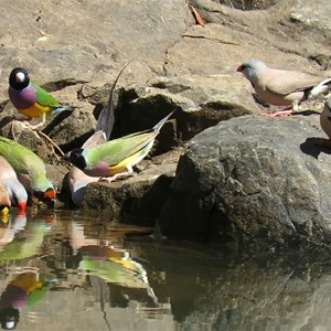 Gouldians in the group