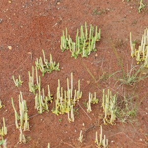 Unusual desert flora - May 2013