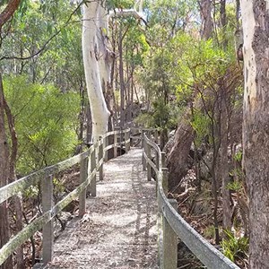 Dawsons Spring Nature Trail (NPWS)
