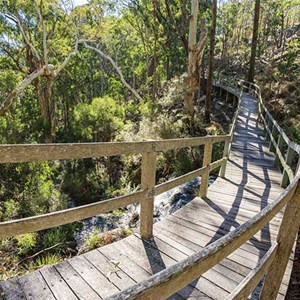 Dawsons Spring Nature Trail (NPWS)
