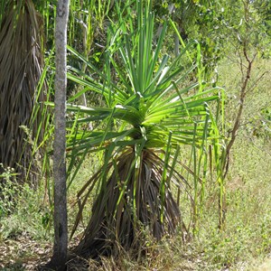 Springside spiral pandanus