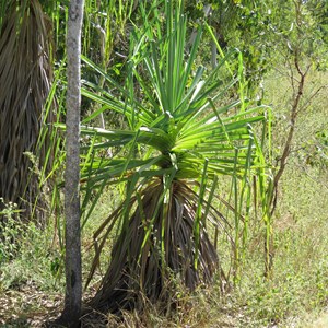 Springside spiral pandanus