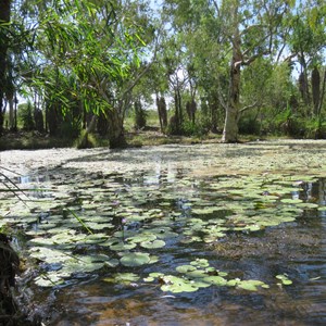 Lily pads packed in