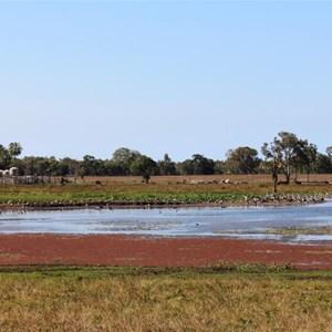 Water birds north of Farnborough