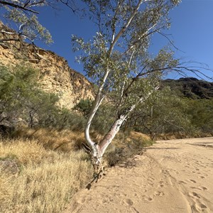 Bitter Springs