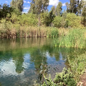 Weeli Wolli Spring