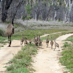 10 emu chicks
