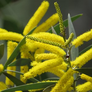 Wattle in bloom Sept 2016