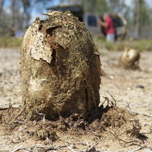 Puff ball ready to release spores