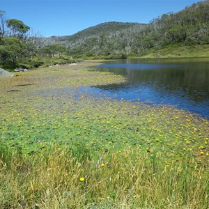 Water lilies - Feb 2023