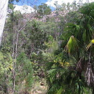 Gorge palms