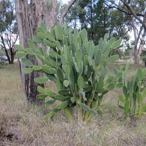 Prickly pear cactus 