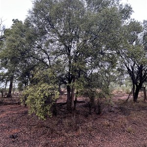 Ooline Park