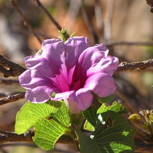 Flowering - May 2010