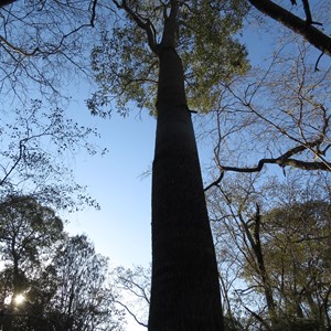 Bottle tree