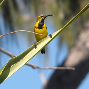 Yellow breasted honeyeater