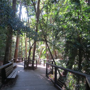 Rainforest boardwalk