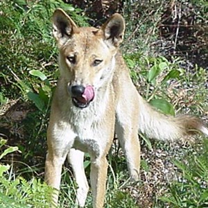 dingoes can hang around the holiday homes, DON'T feed them