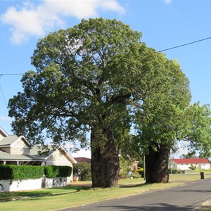 Bulging bottle trees