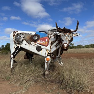 Roaming White Bull