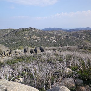 Stark snowgum skeletons