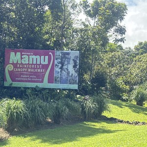 Mamu Rainforest Skywalk