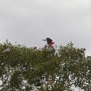 Bore birds -galahs