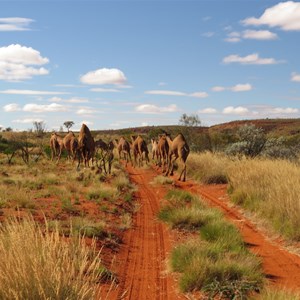 Dromedaries near the bore