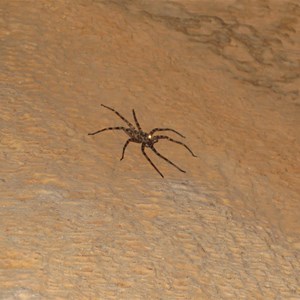 Cave spider