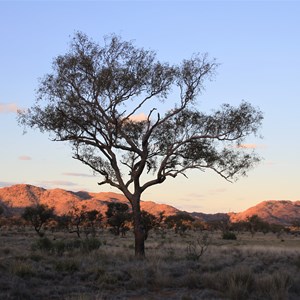 Musgrave Ranges