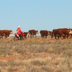 Hamilton Station, Cattle Station & Outback Camping