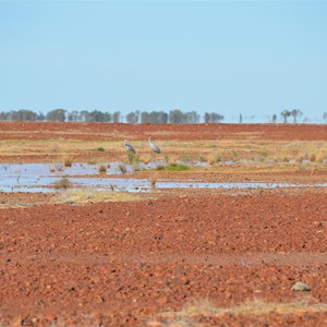 Tirari Desert