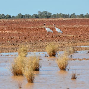 Tirari Desert