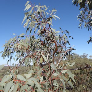 Trees at Voakes Hill