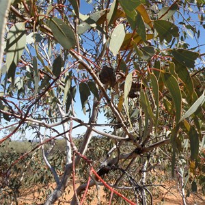 Trees at Voakes Hill